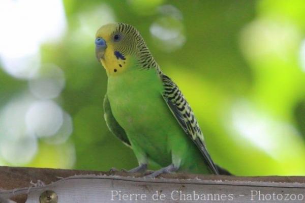 Budgerigar