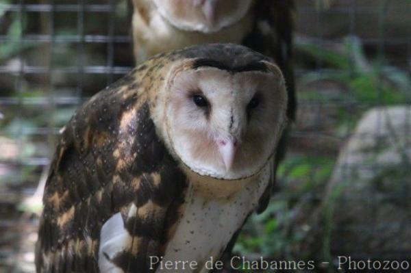 Eastern grass owl