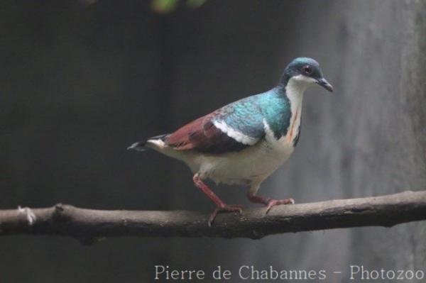Negros bleeding-heart