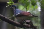 Negros bleeding-heart