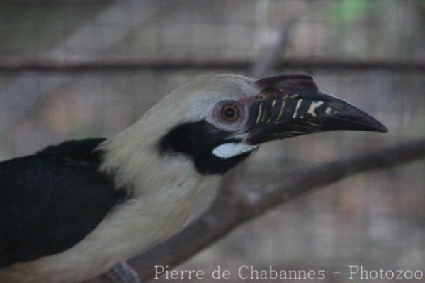 Visayan hornbill