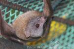 Little golden-mantled flying-fox