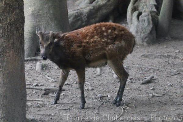 Visayan spotted deer