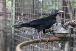 Philippine jungle crow