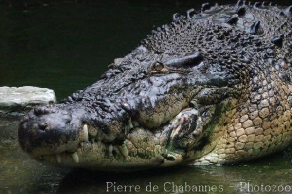 Saltwater crocodile