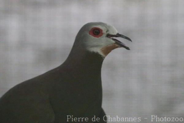 Pink-bellied imperial-pigeon