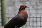 Philippine cuckoo-dove