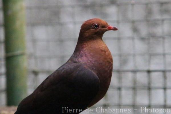 Philippine cuckoo-dove