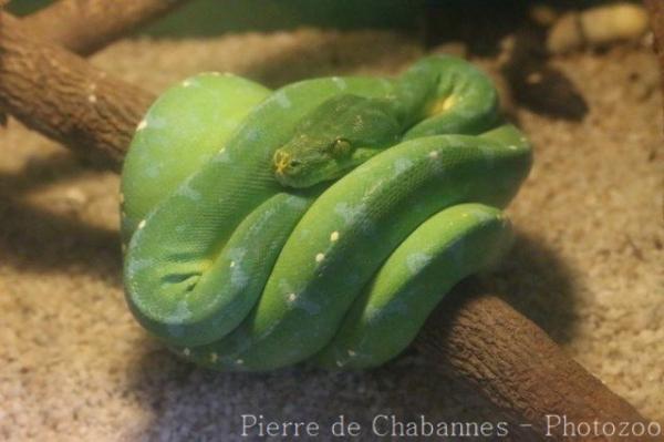 Green tree python