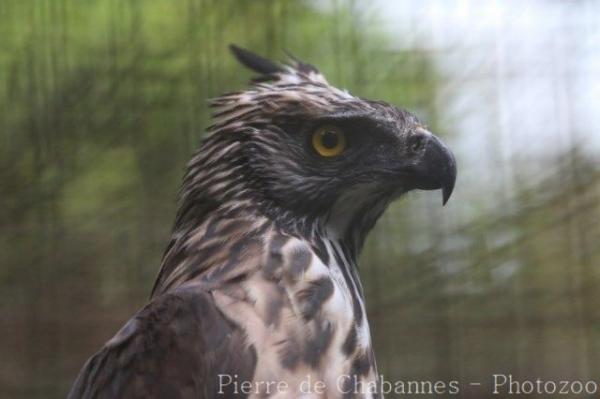 North Philippine hawk-eagle