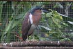 Rufous night-heron