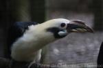 Mindanao tarictic hornbill