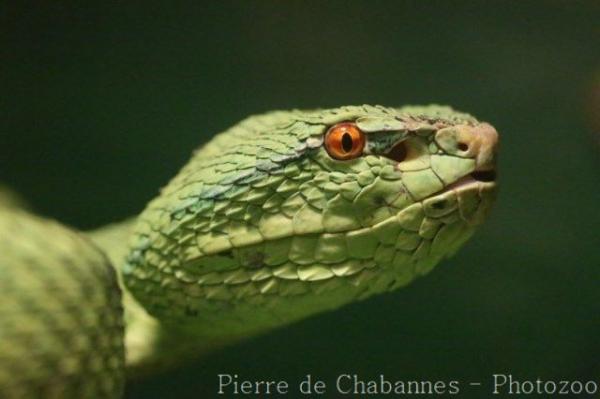 Philippine temple pitviper