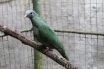 Black-chinned fruit-dove