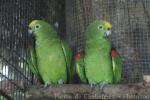 Yellow-crowned amazon