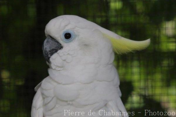 Triton cockatoo