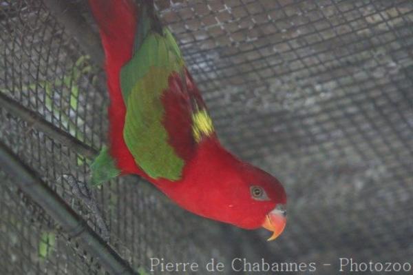 Chattering lory