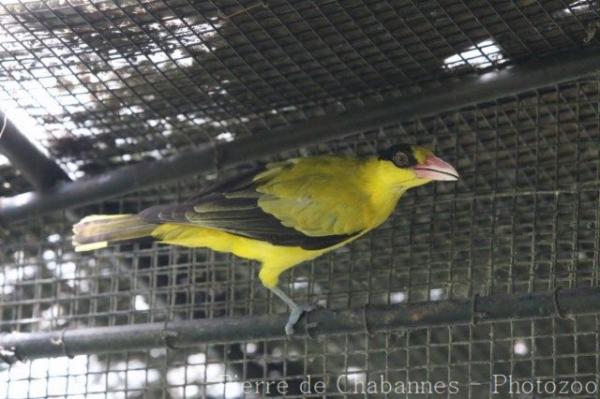 Black-naped oriole