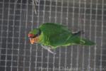 Mindanao lorikeet