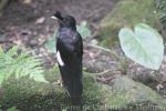 Crested myna