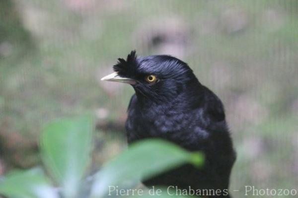 Crested myna