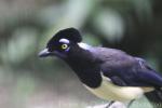 Plush-crested jay