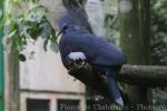 Southern crowned-pigeon