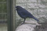 Taiwan whistling-thrush