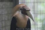 Papuan hornbill