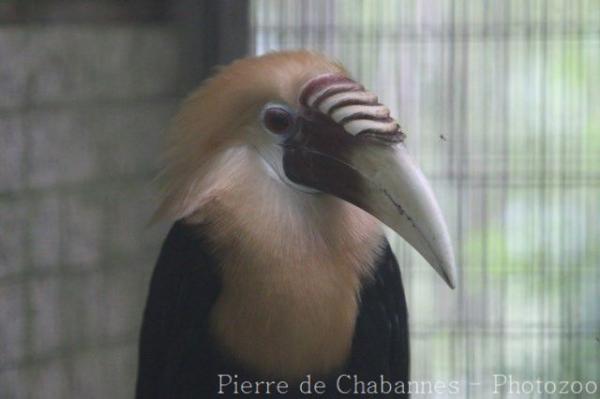 Papuan hornbill