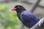 Taiwan blue magpie