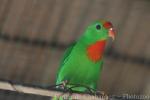 Philippine hanging-parrot