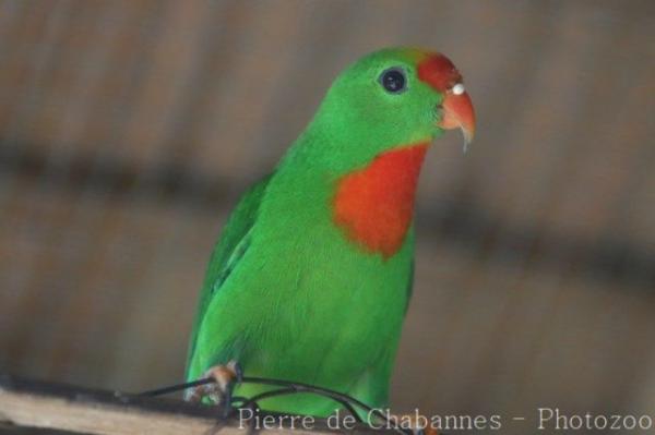 Philippine hanging-parrot