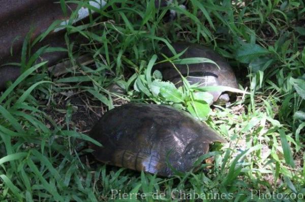 Philippine pond turtle