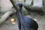 Vulturine guineafowl