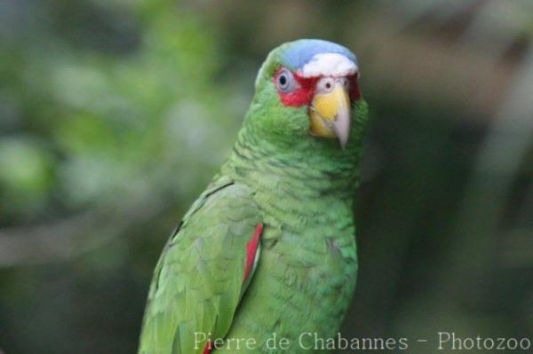 White-fronted amazon