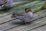 Common teal