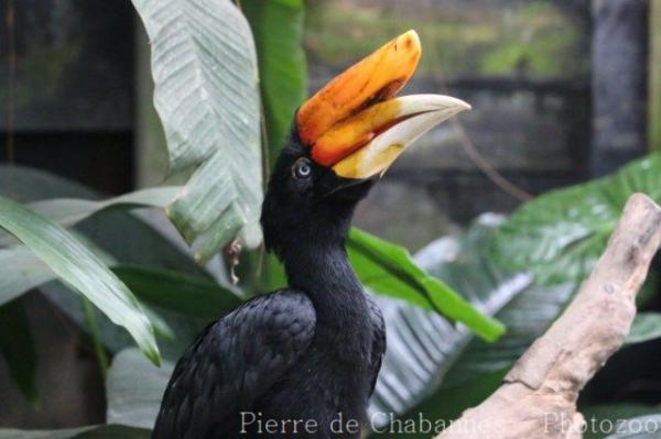 Javan rhinoceros hornbill