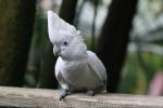 Solomons corella