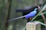 Golden-breasted starling