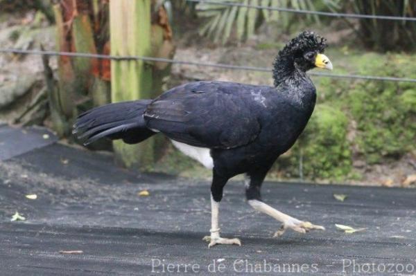 Black curassow