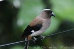 Grey treepie