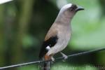 Grey treepie