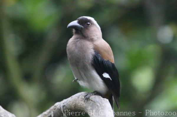 Grey treepie