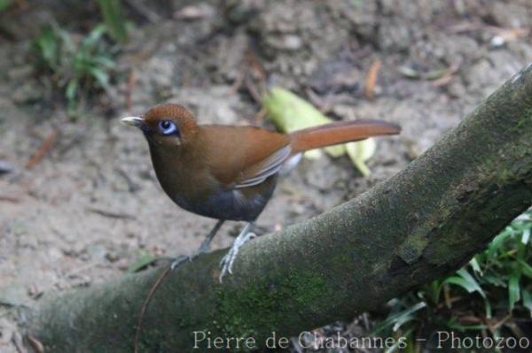 Rusty laughingthrush