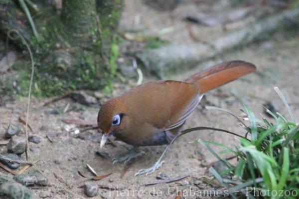 Rusty laughingthrush