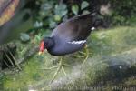 Common moorhen