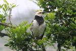 Black-collared starling