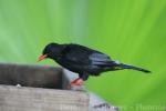 Black bulbul