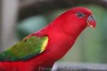 Chattering lory